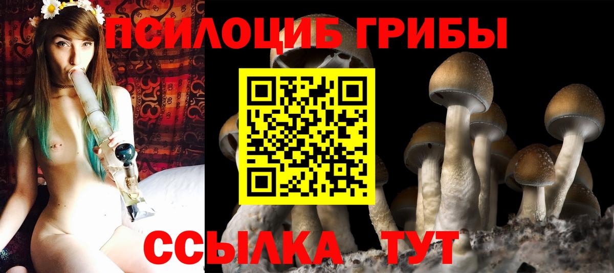 Галлюциногенные грибы Psilocybe Тихорецк